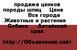 продажа ценков породы шпиц  › Цена ­ 35 000 - Все города Животные и растения » Собаки   . Алтайский край